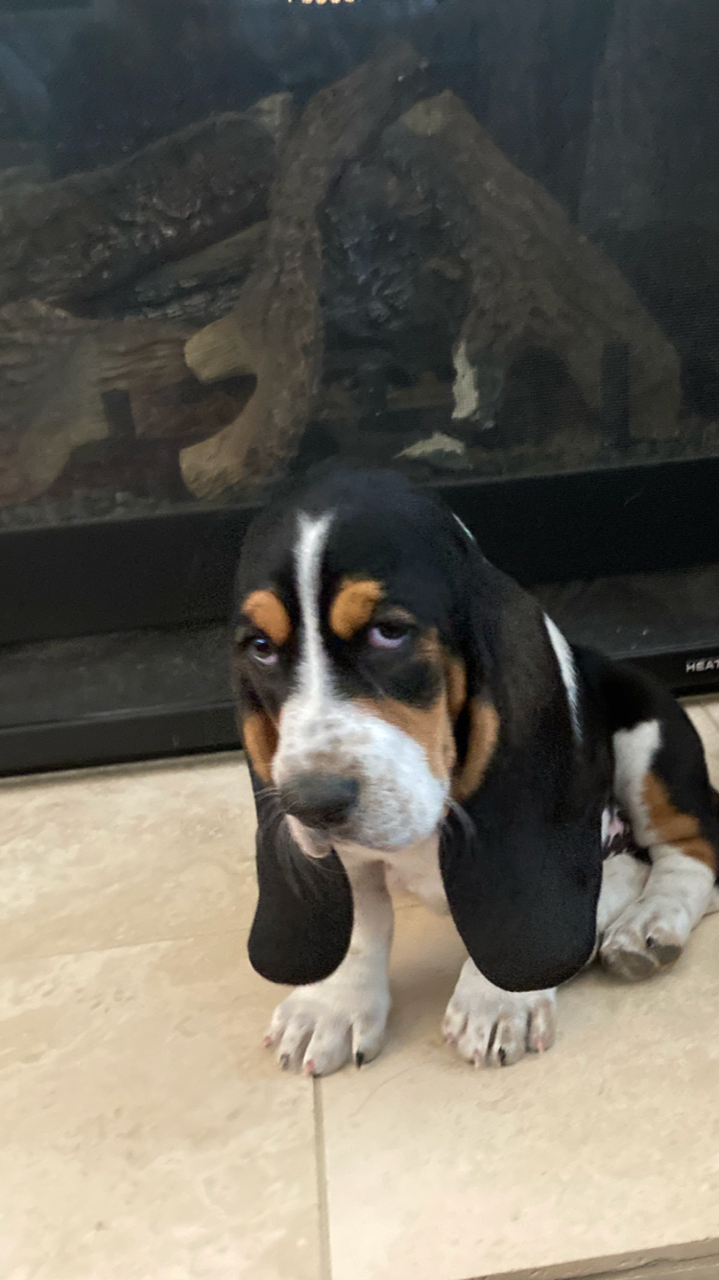 Dr. Torrey's dog